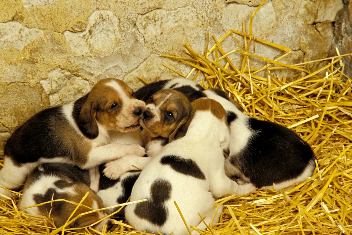 Acquistare un cucciolo di Chien d'Artois significa assumersi delle responsabilità! Acquistare cuccioli di Chien d'Artois.