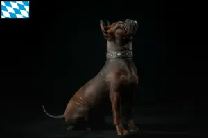 Scopri di più sull'articolo Allevatori di cani Chongqing cinesi e cuccioli in Baviera