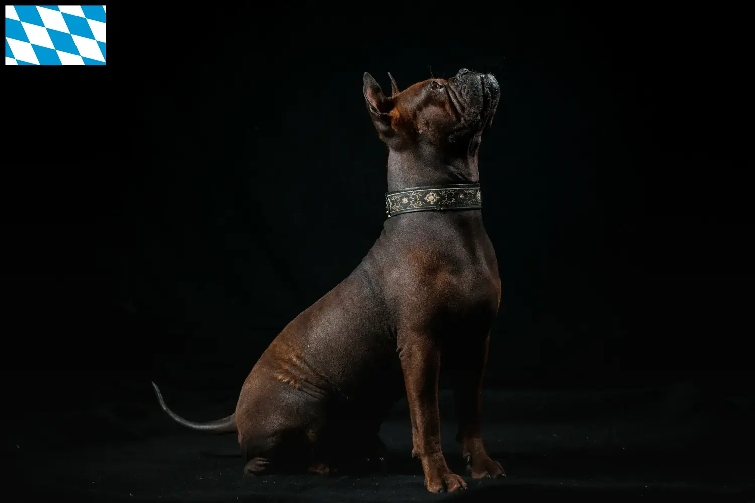 Scopri di più sull'articolo Allevatori di cani Chongqing cinesi e cuccioli in Baviera