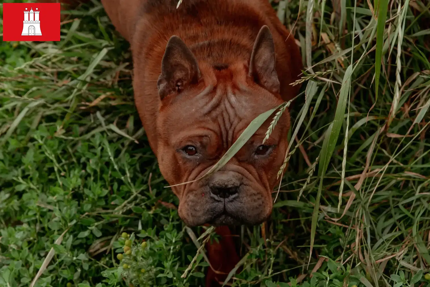 Scopri di più sull'articolo Allevatori di cani cinesi Chongqing e cuccioli in Assia