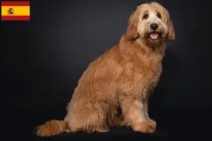 Scopri di più sull'articolo Allevatori di Cobberdog Australiano e cuccioli in Spagna