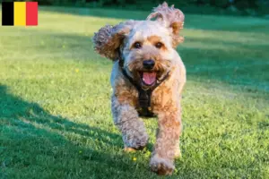 Scopri di più sull'articolo Allevatori di Cockapoo e cuccioli in Belgio