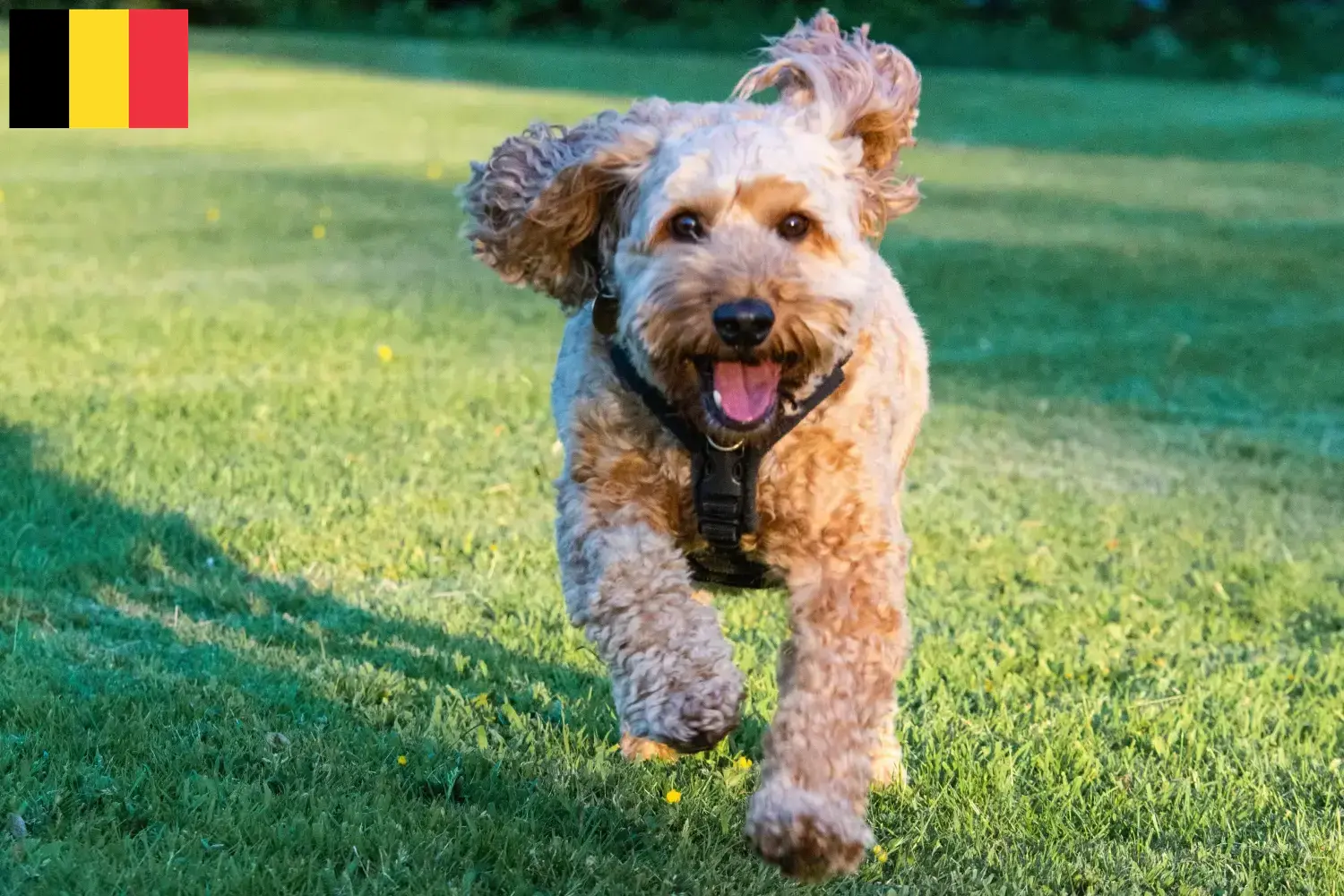 Cuccioli di Cockapoo e allevatori Belgio Qui potete trovare gli allevatori di Cockapoos in Belgio.