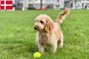 Scopri di più sull'articolo Allevatori di Cockapoo e cuccioli in Danimarca