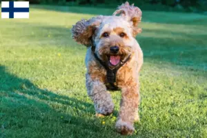 Scopri di più sull'articolo Allevatori di Cockapoo e cuccioli in Finlandia