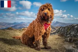Scopri di più sull'articolo Allevatori e cuccioli di Cockapoo in Francia