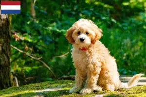 Scopri di più sull'articolo Allevatori di Cockapoo e cuccioli nei Paesi Bassi