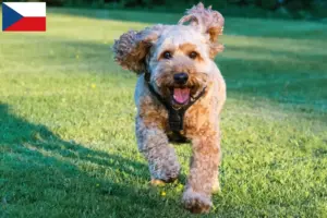 Scopri di più sull'articolo Allevatori di Cockapoo e cuccioli in Repubblica Ceca
