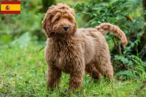 Scopri di più sull'articolo Allevatori di Cockapoo e cuccioli in Spagna