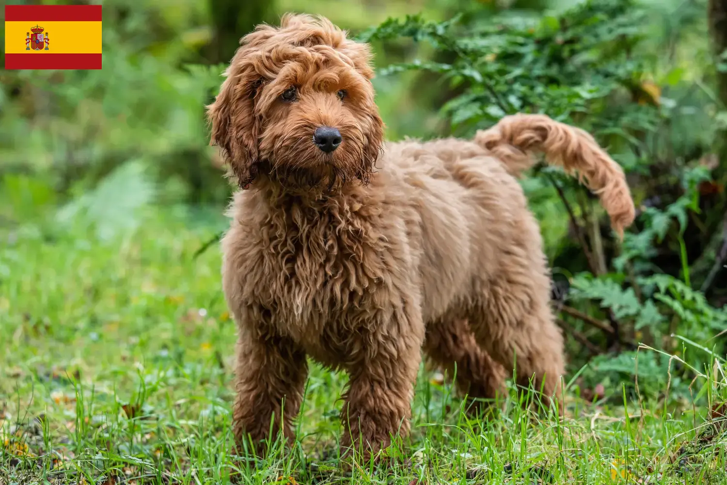 Cuccioli di Cockapoo e allevatori Spagna Qui potete trovare allevatori di Cockapoos in Spagna.