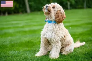 Scopri di più sull'articolo Allevatori di Cockapoo e cuccioli in USA