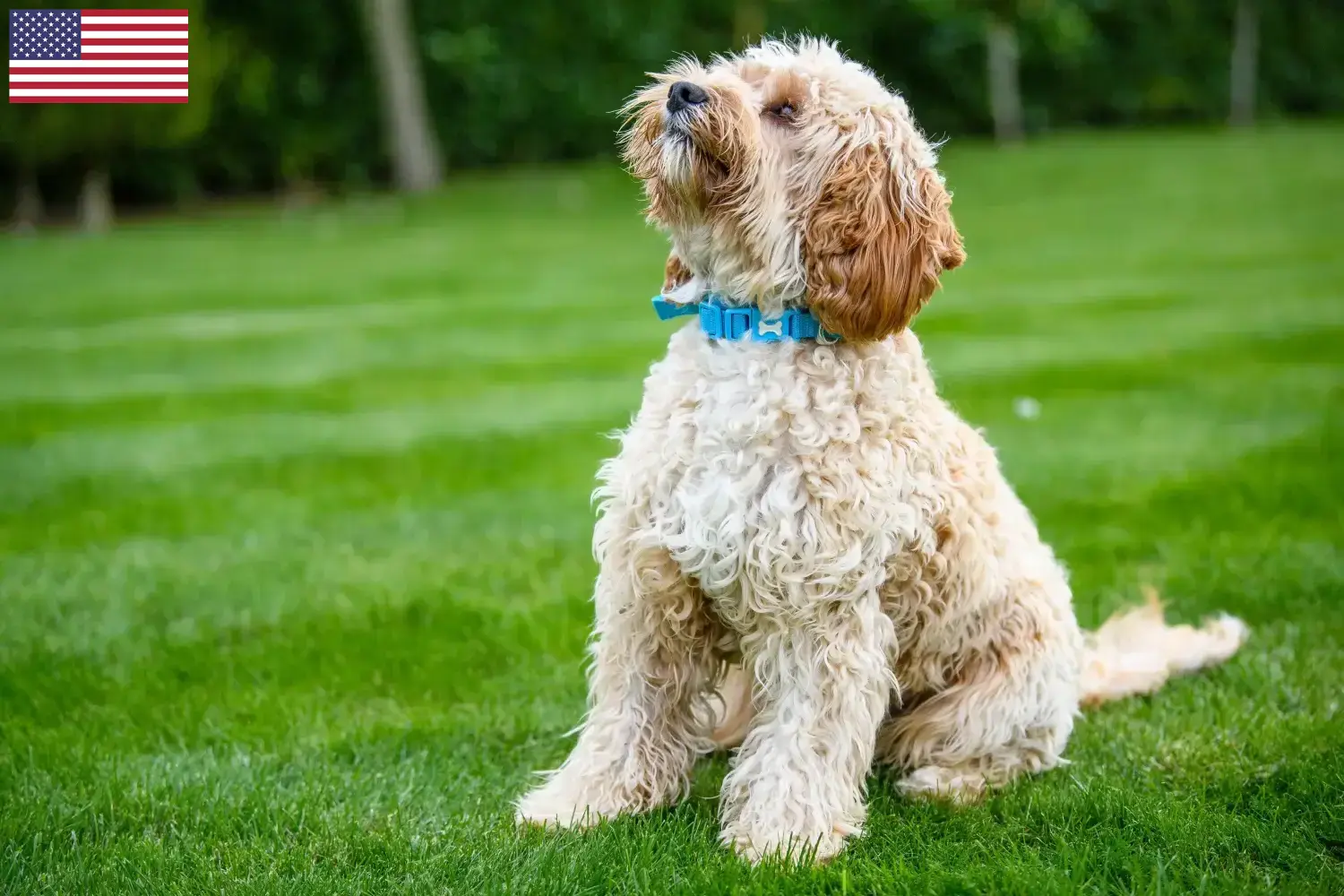 Cuccioli di Cockapoo e allevatori USA Qui potete trovare gli allevatori di Cockapoos negli Stati Uniti.