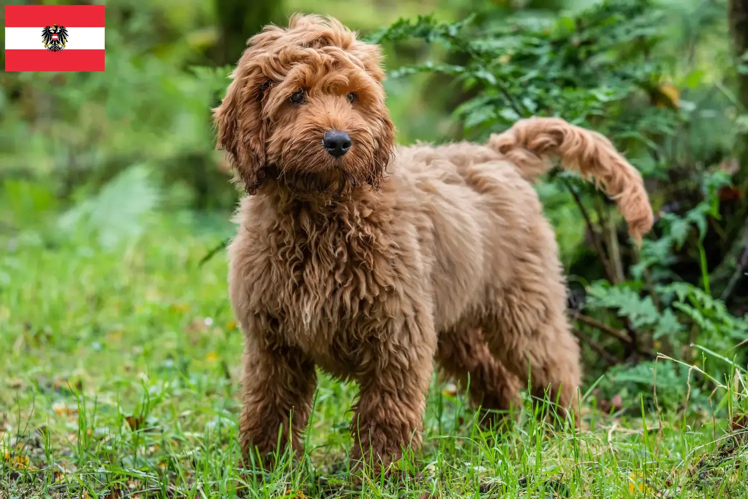 Cuccioli di Cockapoo e allevatori Austria Qui potete trovare allevatori di Cockapoos in Austria.