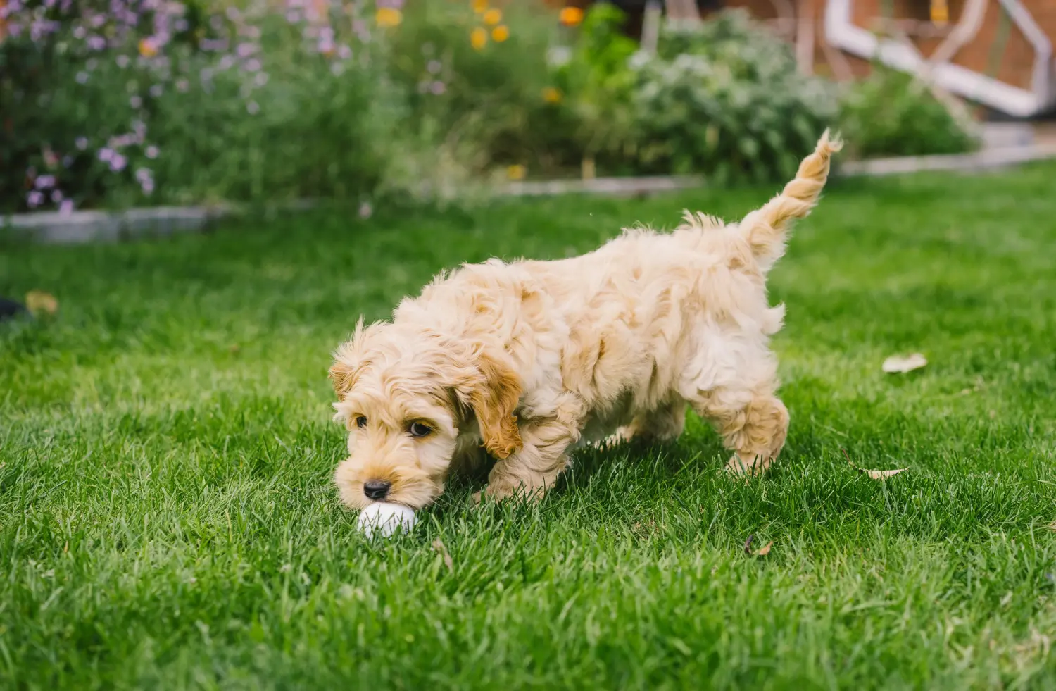 Acquistare un cucciolo di Cockapoo significa assumersi delle responsabilità! Comprare cuccioli di Cockapoo.