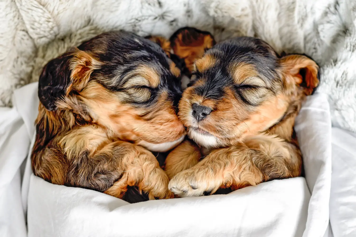 Acquistare un cucciolo di Cockapoo significa assumersi delle responsabilità! Comprare cuccioli di Cockapoo.