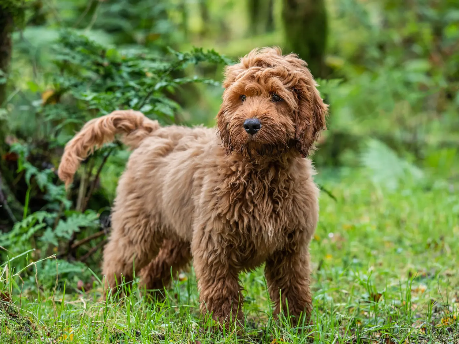Acquistare un cucciolo di Cockapoo significa assumersi delle responsabilità! Comprare cuccioli di Cockapoo.