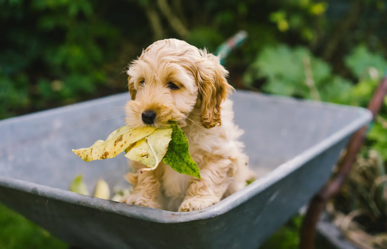 Acquistare un cucciolo di Cockapoo significa assumersi delle responsabilità! Comprare cuccioli di Cockapoo.