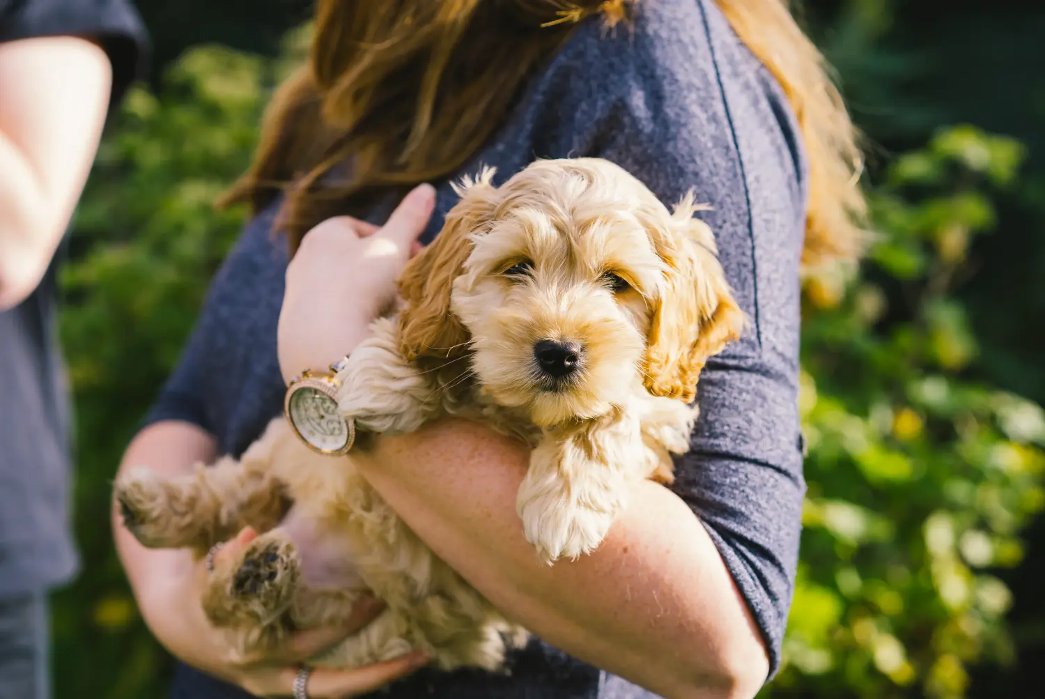 Acquistare un cucciolo di Cockapoo significa assumersi delle responsabilità! Comprare cuccioli di Cockapoo.
