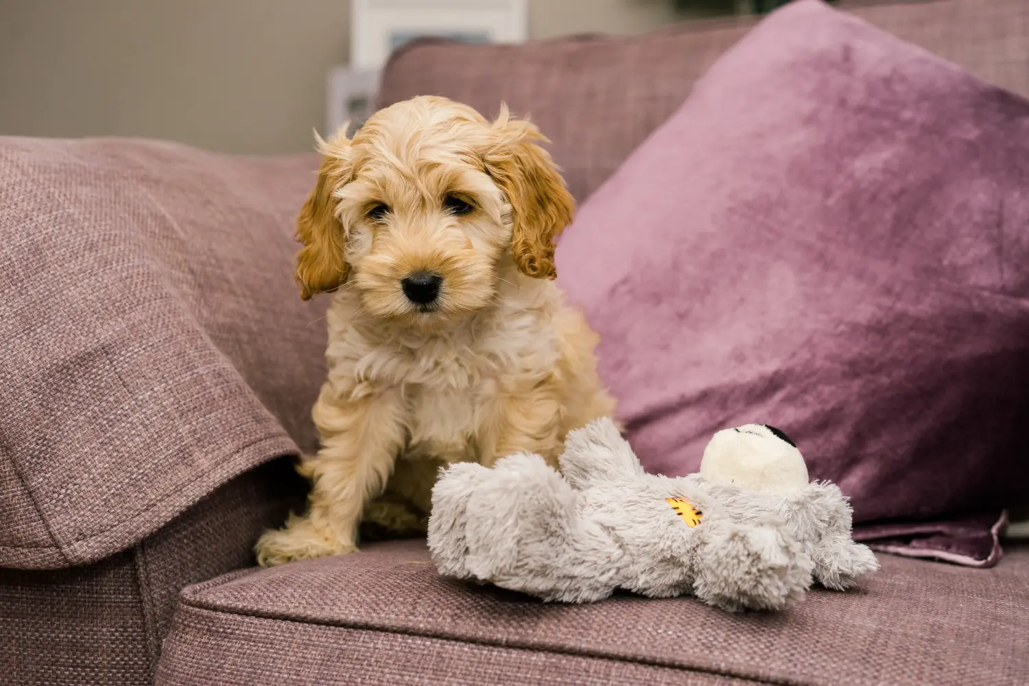 Acquistare un cucciolo di Cockapoo significa assumersi delle responsabilità! Comprare cuccioli di Cockapoo.