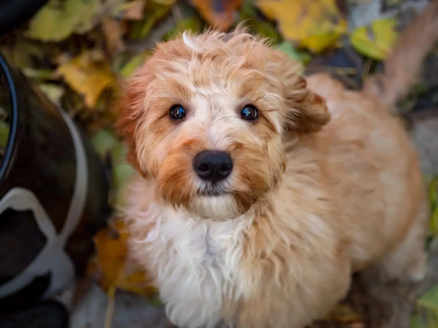 Acquistare un cucciolo di Cockapoo significa assumersi delle responsabilità! Comprare cuccioli di Cockapoo.