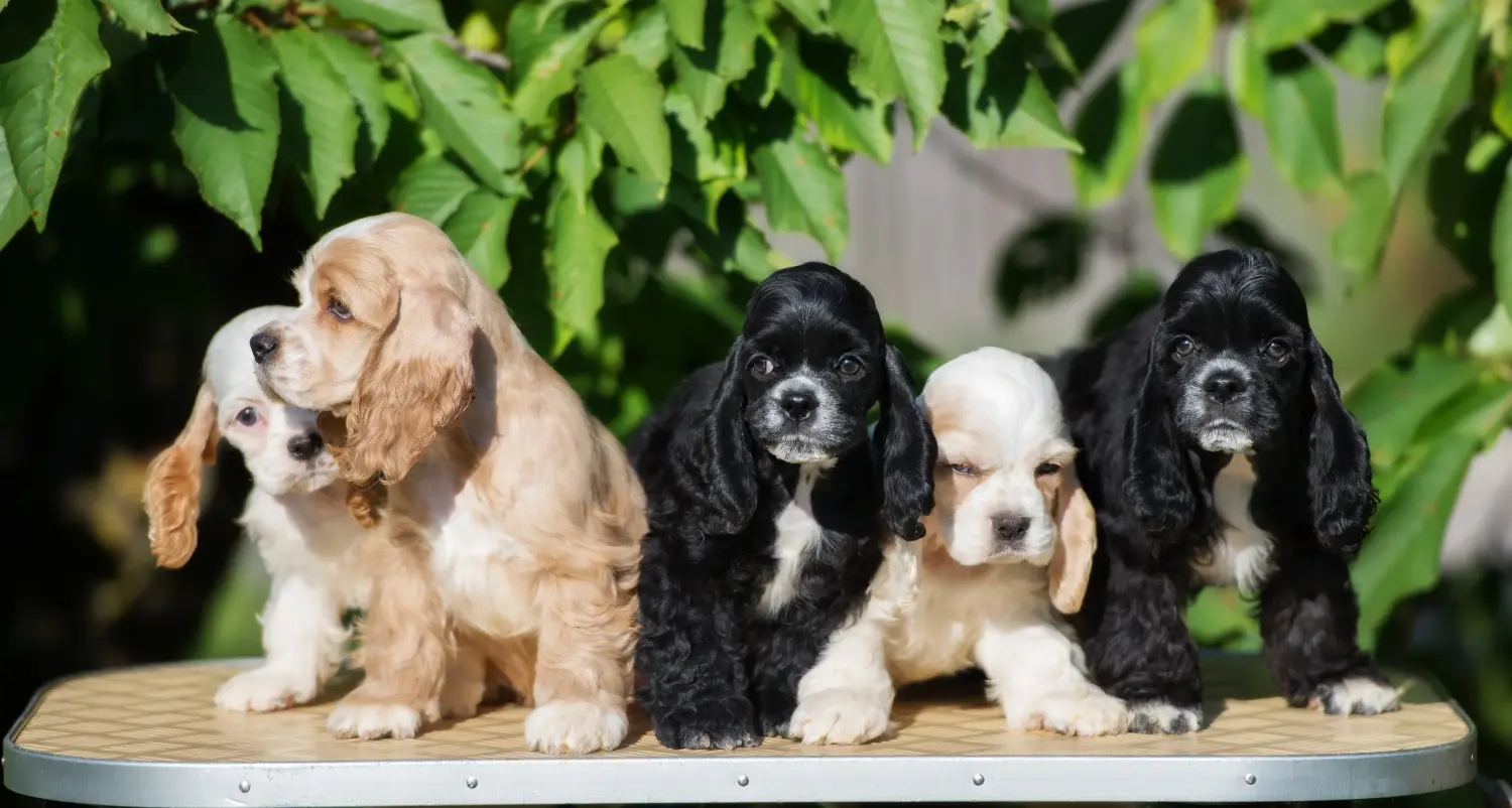 Acquistare un cucciolo di American Water Spaniel significa assumersi delle responsabilità! Comprare cuccioli di Cocker Spaniel americano.