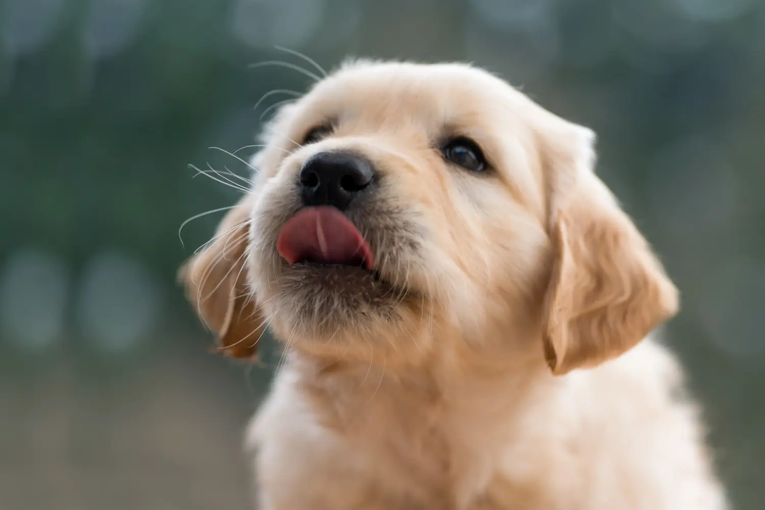 Acquistare un cucciolo di Golden Retriever significa assumersi delle responsabilità! Comprare cuccioli di Golden Retriever.