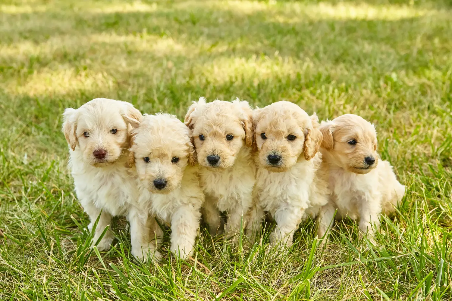 Acquistare un cucciolo di Goldendoodle significa assumersi delle responsabilità! Comprare cuccioli di Goldendoodle.