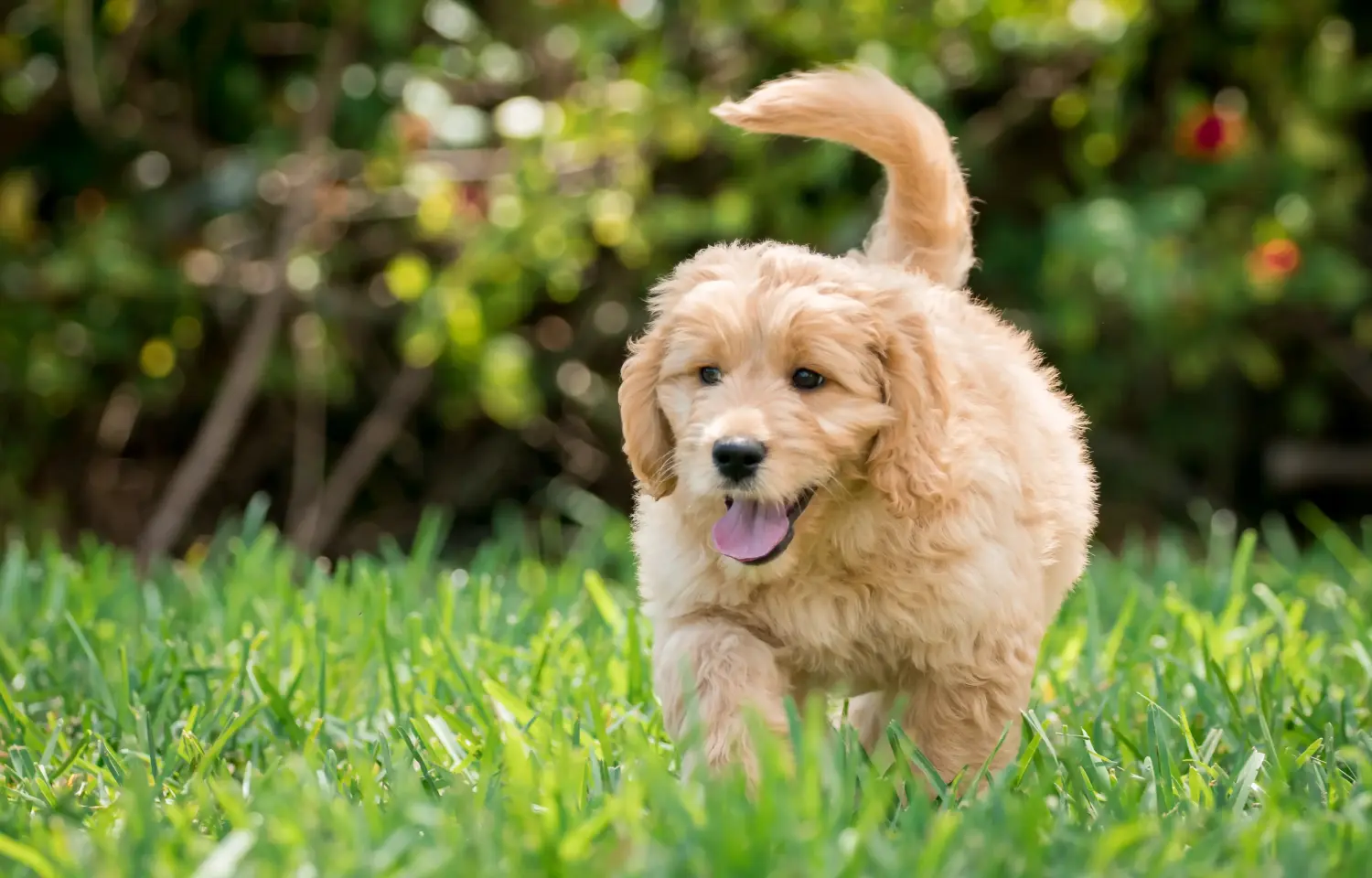 Acquistare un cucciolo di Goldendoodle significa assumersi delle responsabilità! Comprare cuccioli di Goldendoodle.