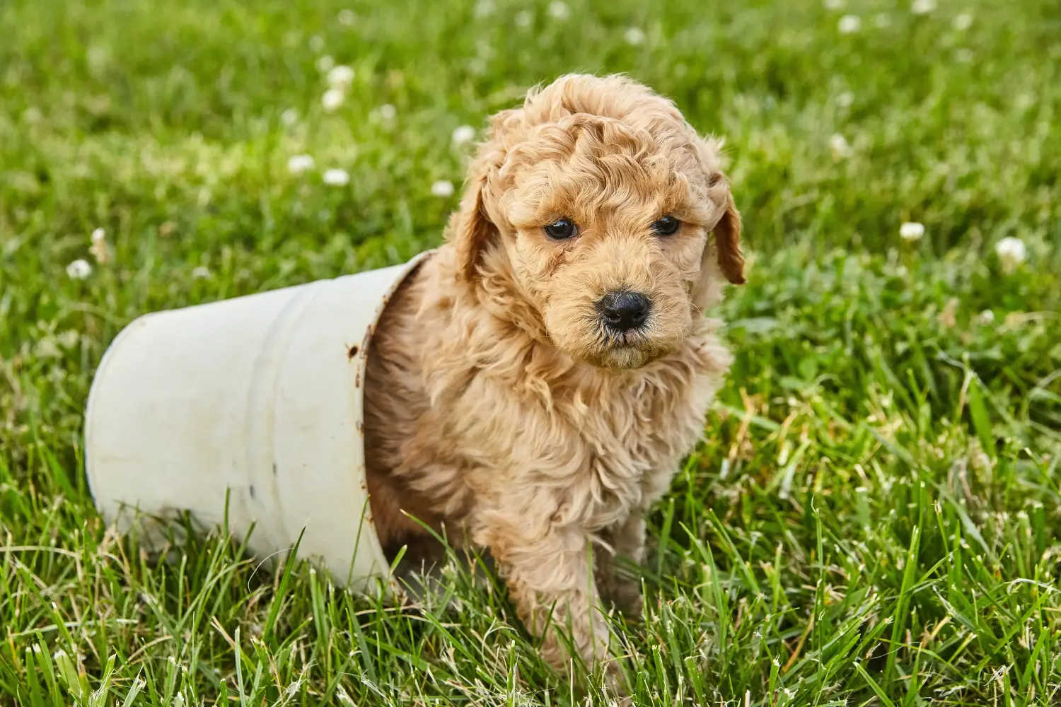 Acquistare un cucciolo di Goldendoodle significa assumersi delle responsabilità! Comprare cuccioli di Goldendoodle.
