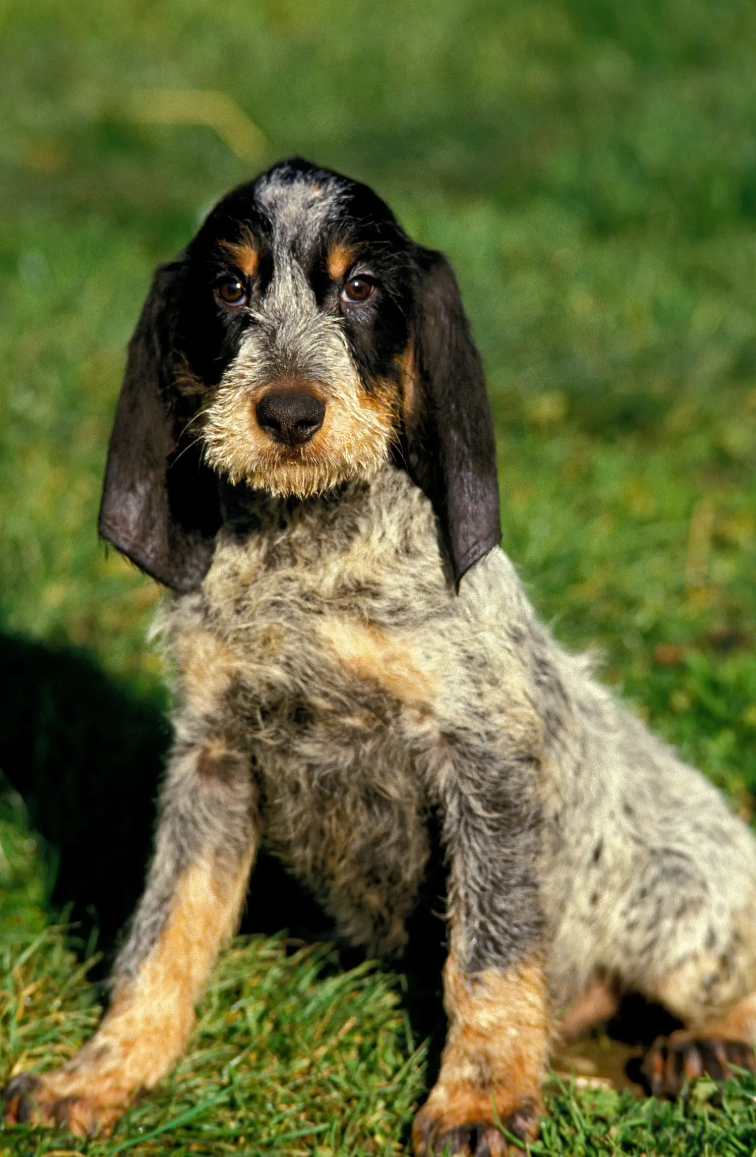 Acquistare un cucciolo di Griffon Bleu de Gascogne significa assumersi delle responsabilità! Comprare cuccioli di Griffon Bleu de Gascogne.