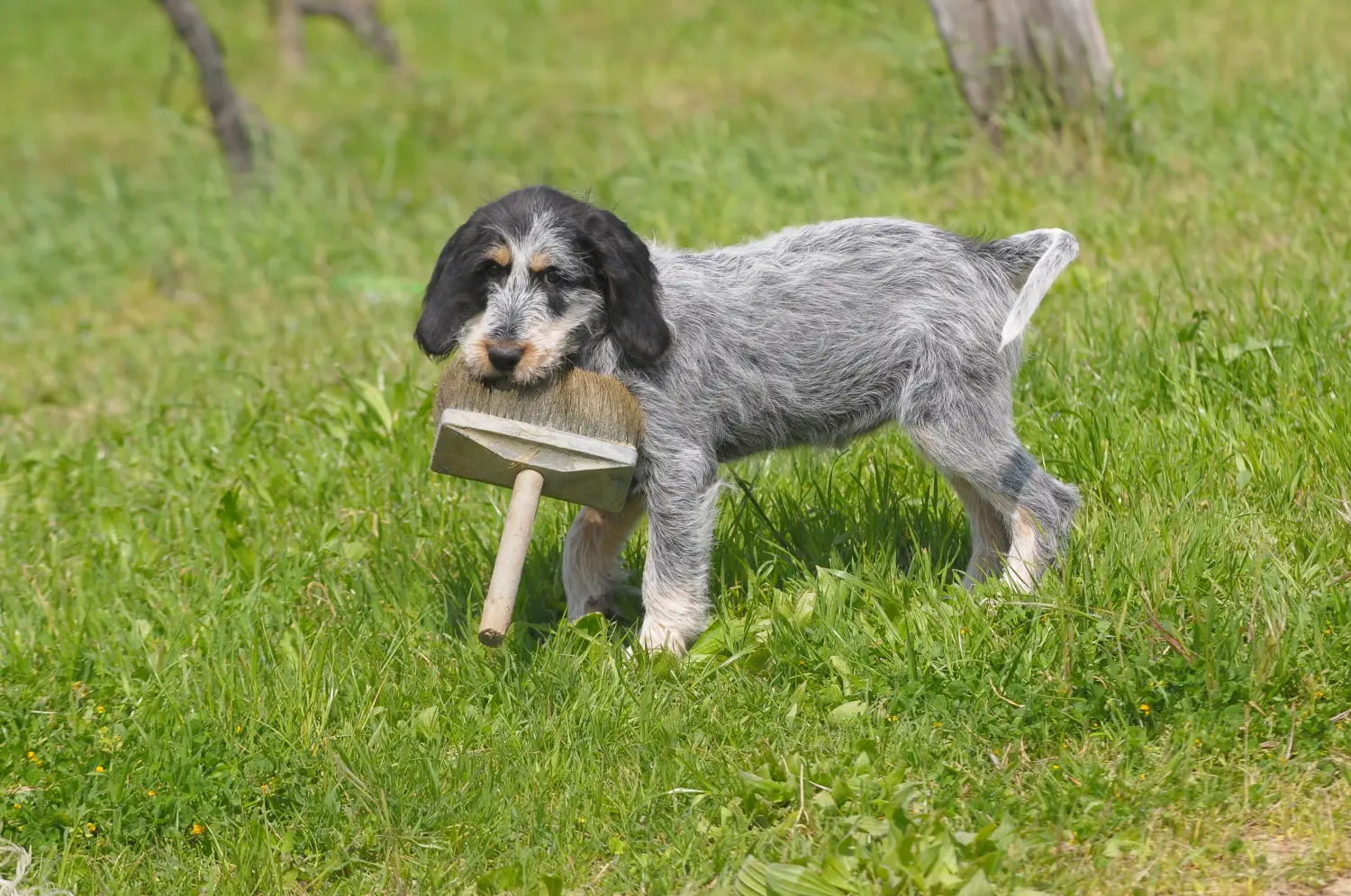 Acquistare un cucciolo di Griffon Bleu de Gascogne significa assumersi delle responsabilità! Comprare cuccioli di Griffon Bleu de Gascogne.