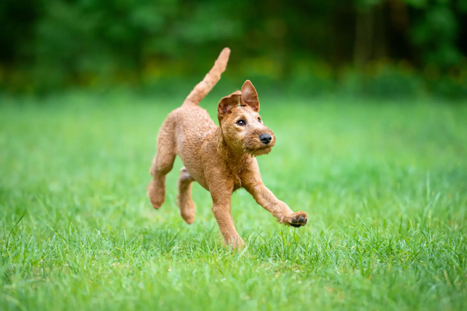 Acquistare un cucciolo di Irish Terrier significa assumersi delle responsabilità! Comprare cuccioli di Irish Terrier.