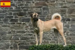 Scopri di più sull'articolo Allevatori e cuccioli di Kangal in Spagna