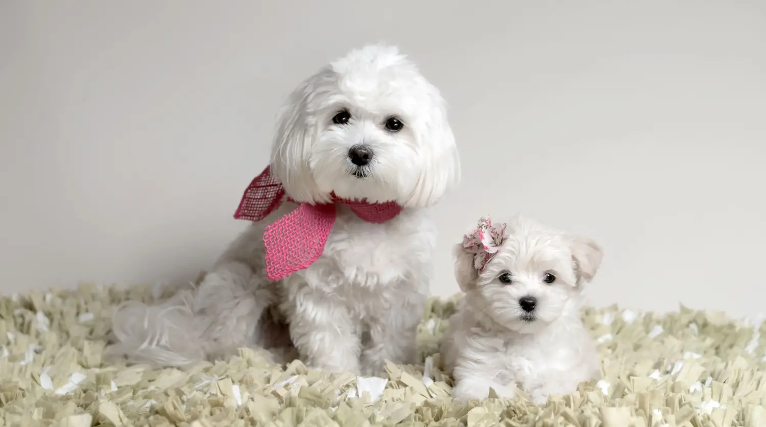 Acquistare un cucciolo di Maltipoo significa assumersi delle responsabilità! Comprare cuccioli di Maltipoo.