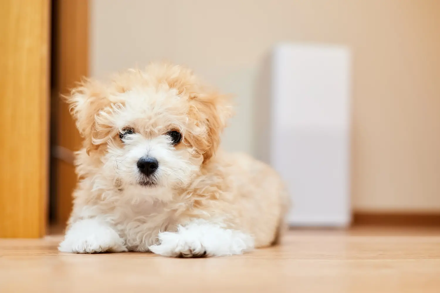 Acquistare un cucciolo di Maltipoo significa assumersi delle responsabilità! Comprare cuccioli di Maltipoo.