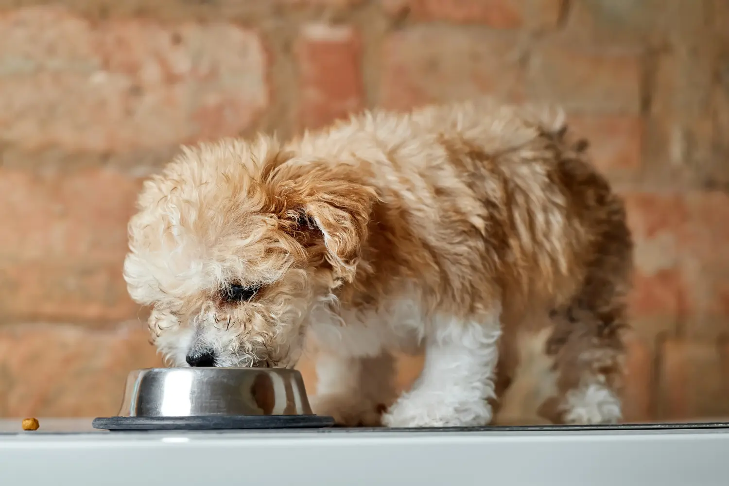 Acquistare un cucciolo di Maltipoo significa assumersi delle responsabilità! Comprare cuccioli di Maltipoo.