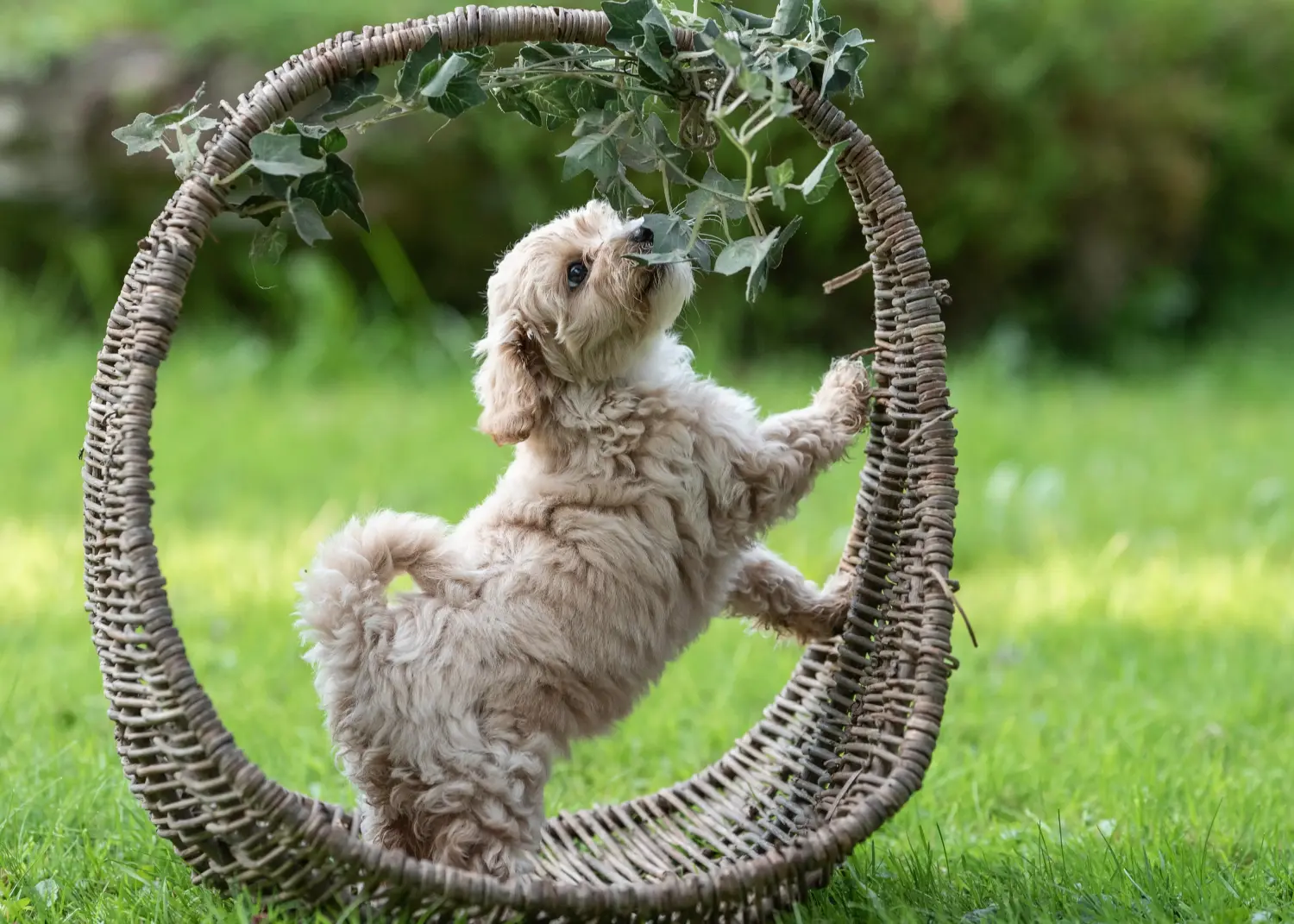 Acquistare un cucciolo di Maltipoo significa assumersi delle responsabilità! Comprare cuccioli di Maltipoo.