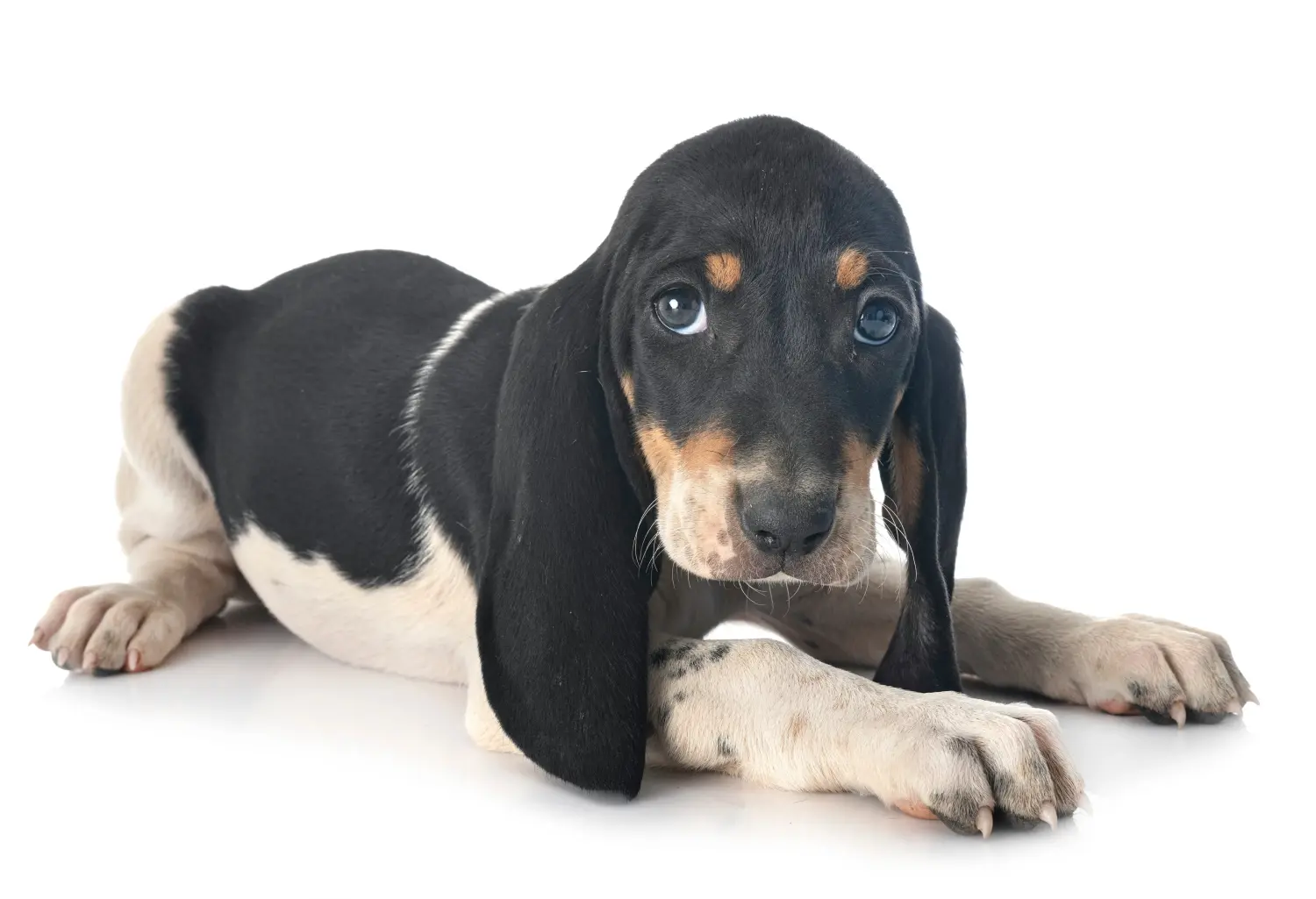 Acquistare un cucciolo di bracco svizzero significa assumersi delle responsabilità! Comprare cuccioli di cane da caccia svizzeri.