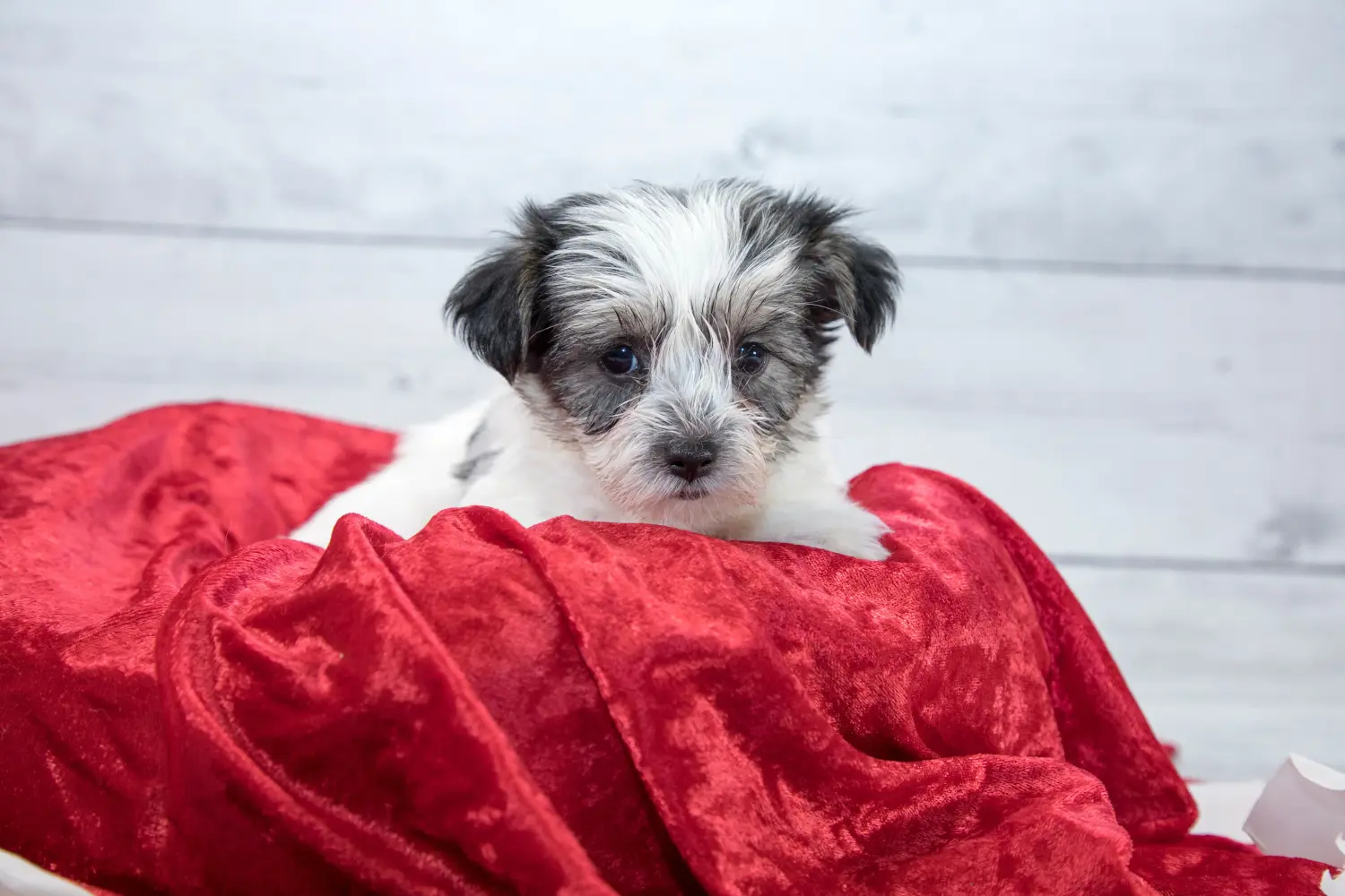 Acquistare un cucciolo di Morkie significa assumersi delle responsabilità! Comprare cuccioli di Morkie.