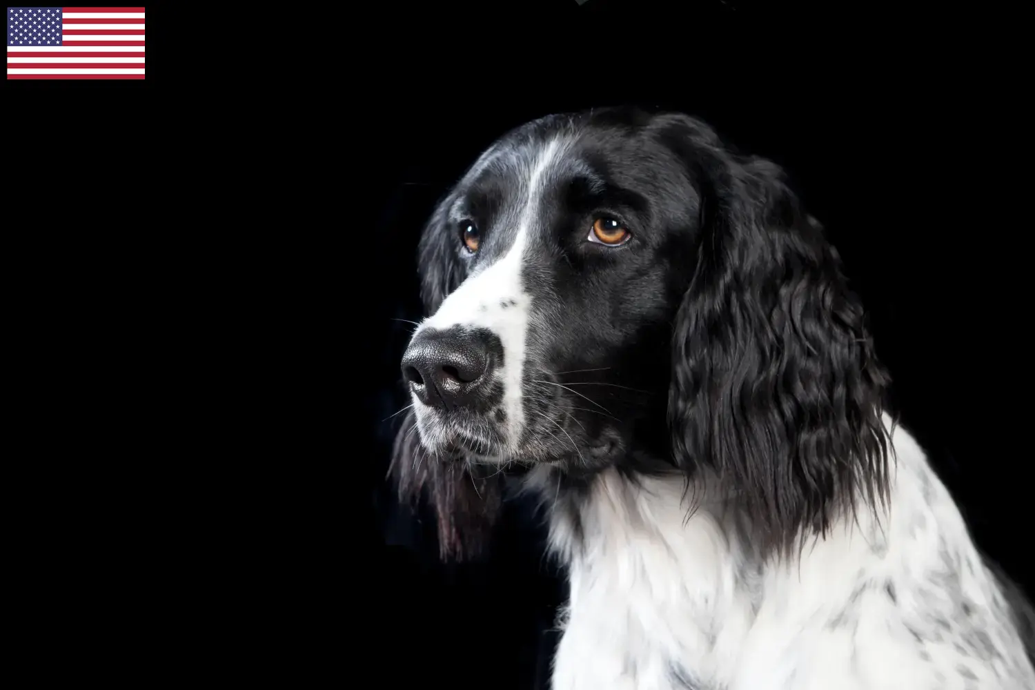 Cuccioli di Münsterländer di taglia grande e allevatori USA Qui potete trovare gli allevatori di Great Münsterland negli Stati Uniti.
