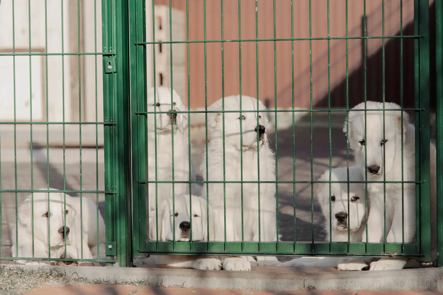 Acquistare un cucciolo di Pastore dell'Asia Centrale significa assumersi delle responsabilità! Acquistare cuccioli di Pastore dell'Asia Centrale.