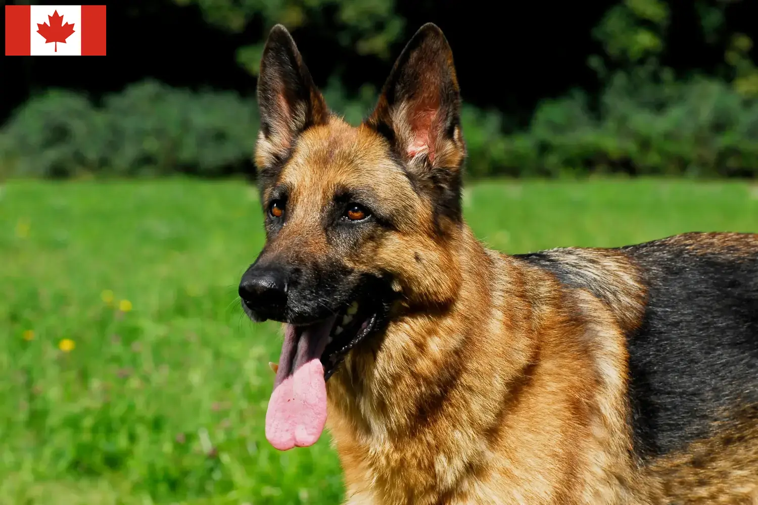 Cuccioli di pastore tedesco e allevatori Canada Qui potete trovare gli allevatori di cani da pastore tedesco in Canada.