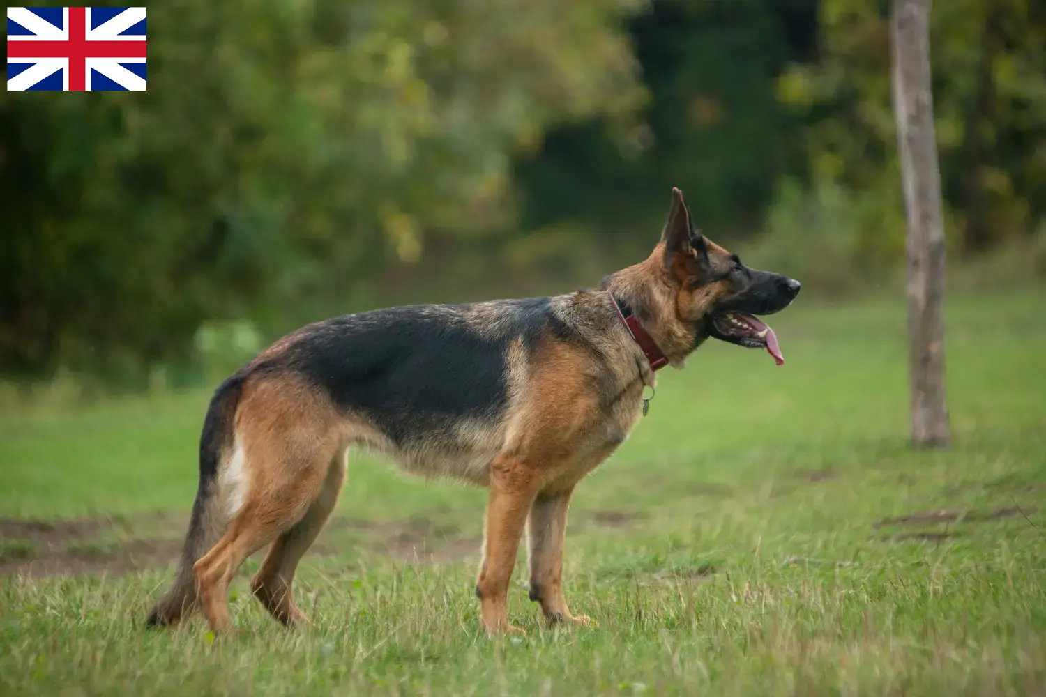 Cuccioli di pastore tedesco e allevatori Gran Bretagna Qui potete trovare gli allevatori di cani da pastore tedesco in Gran Bretagna.