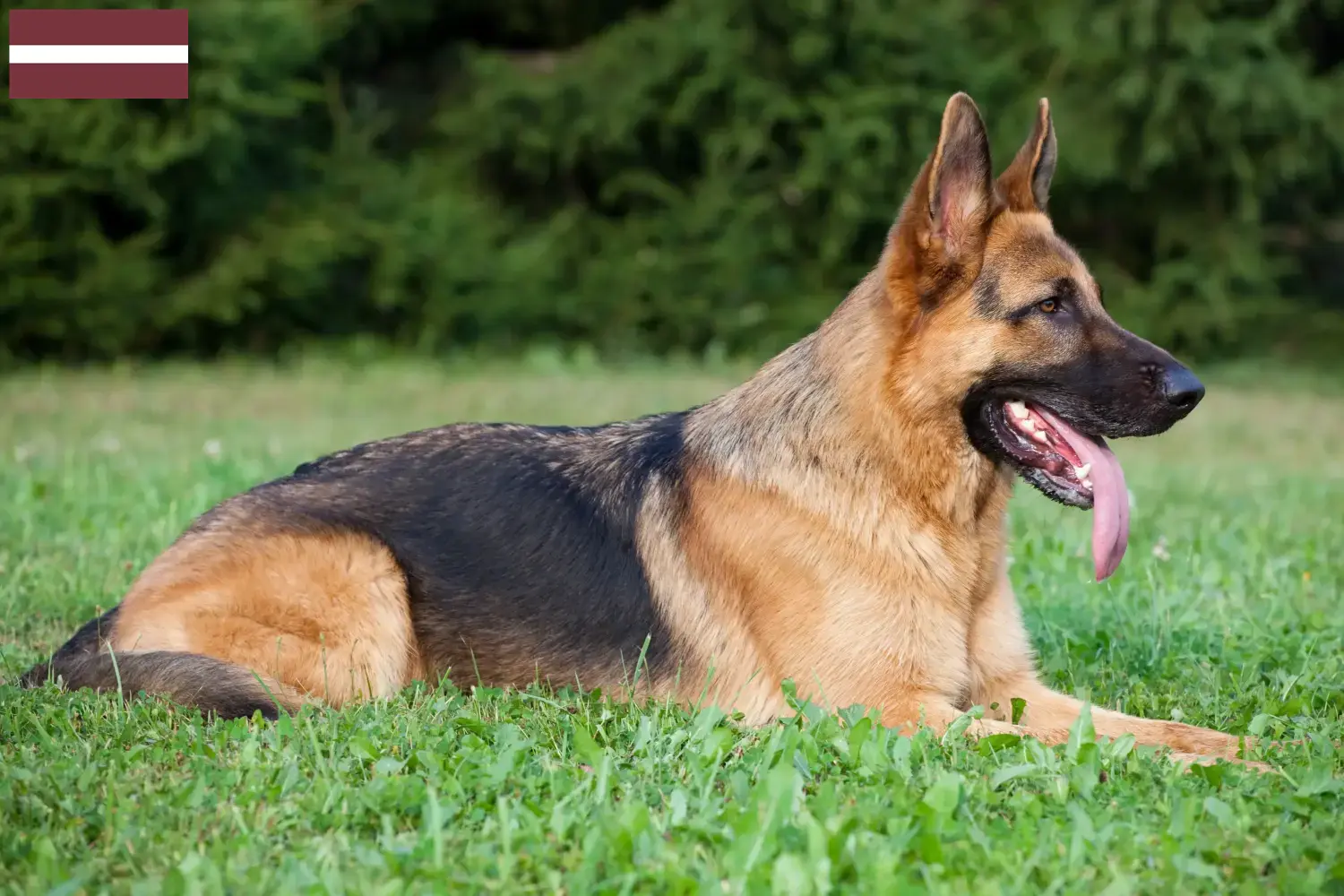 Cuccioli di pastore tedesco e allevatori Lettonia Qui potete trovare gli allevatori di cani da pastore tedesco in Lettonia.