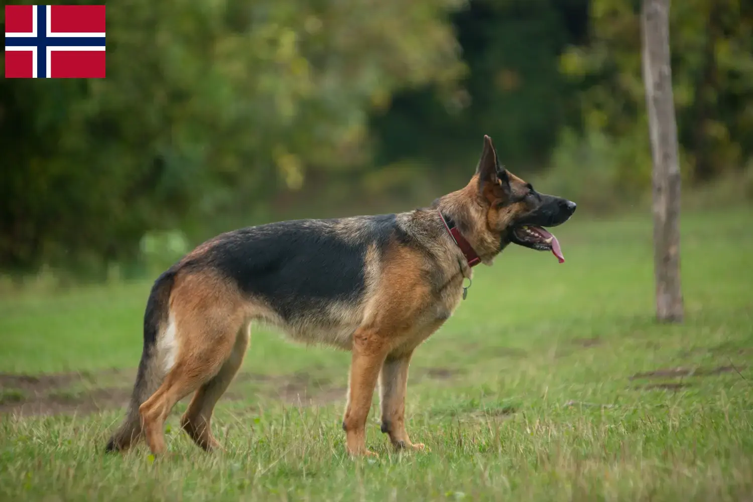 Cuccioli di Pastore Tedesco e allevatori Norvegia Qui potete trovare gli allevatori di cani da pastore tedesco in Norvegia.