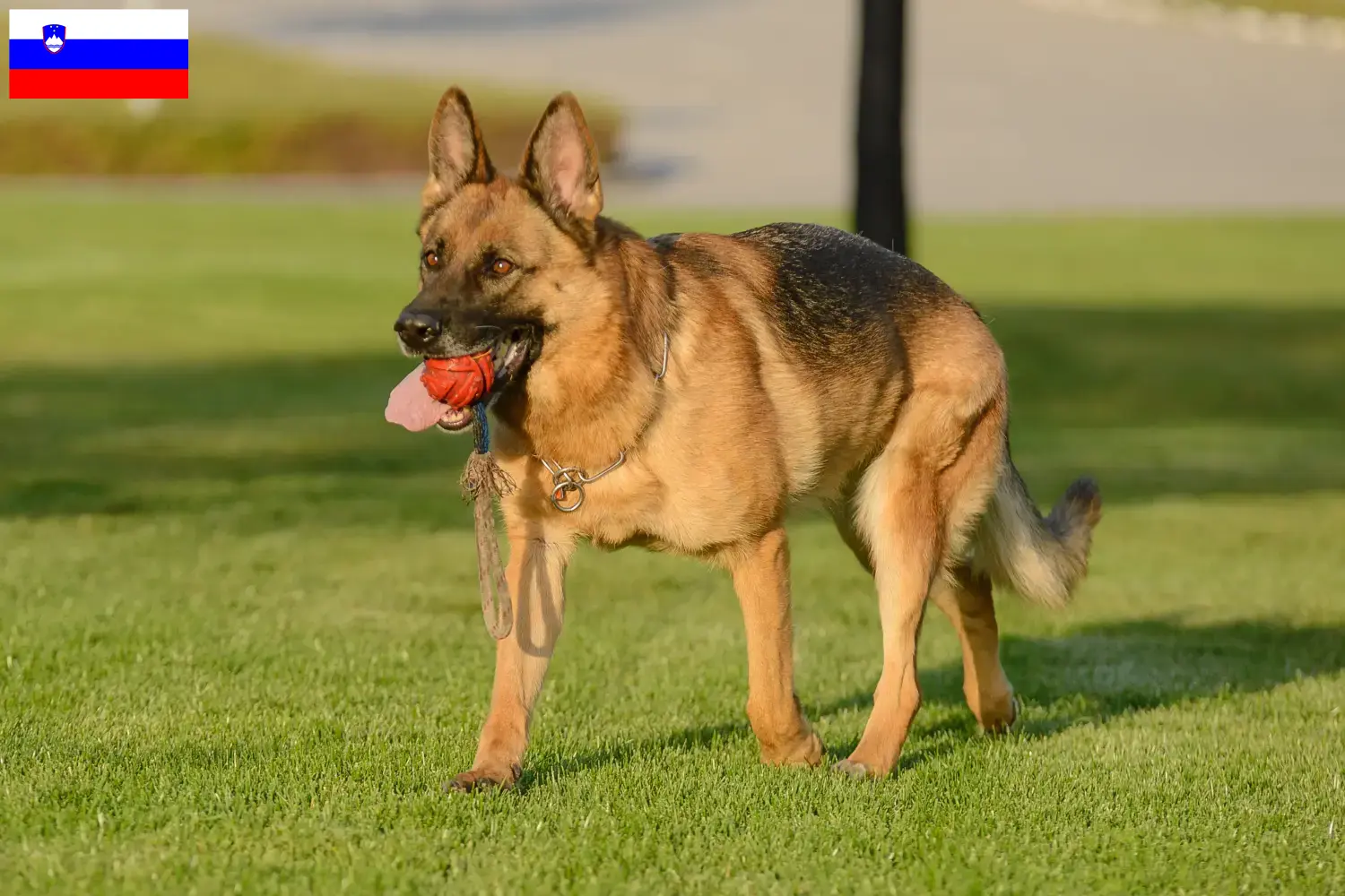Cuccioli di pastore tedesco e allevatore Slovenia Qui potete trovare gli allevatori di cani da pastore tedesco in Slovenia.