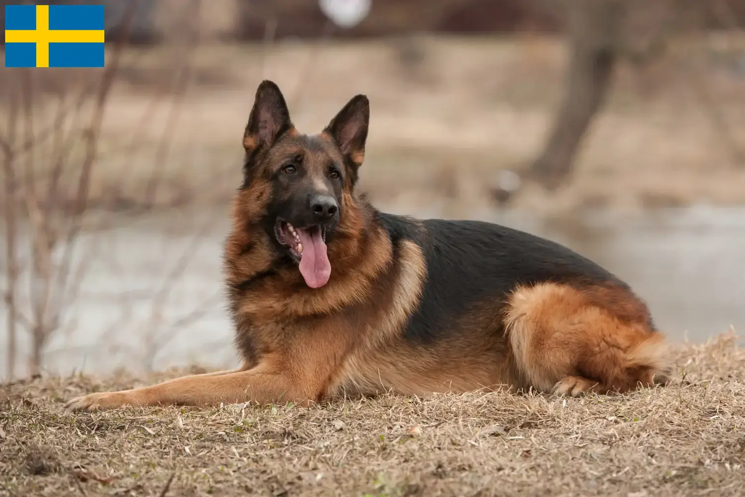 Cuccioli di pastore tedesco e allevatori Svezia Qui potete trovare gli allevatori di cani da pastore tedesco in Svezia.