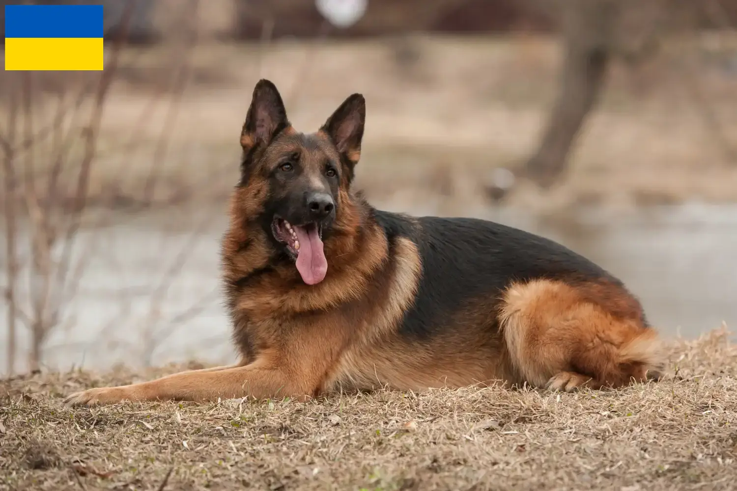 Cuccioli di Pastore Tedesco e allevatori Ucraina Qui potete trovare gli allevatori di cani da pastore tedesco in Ucraina.