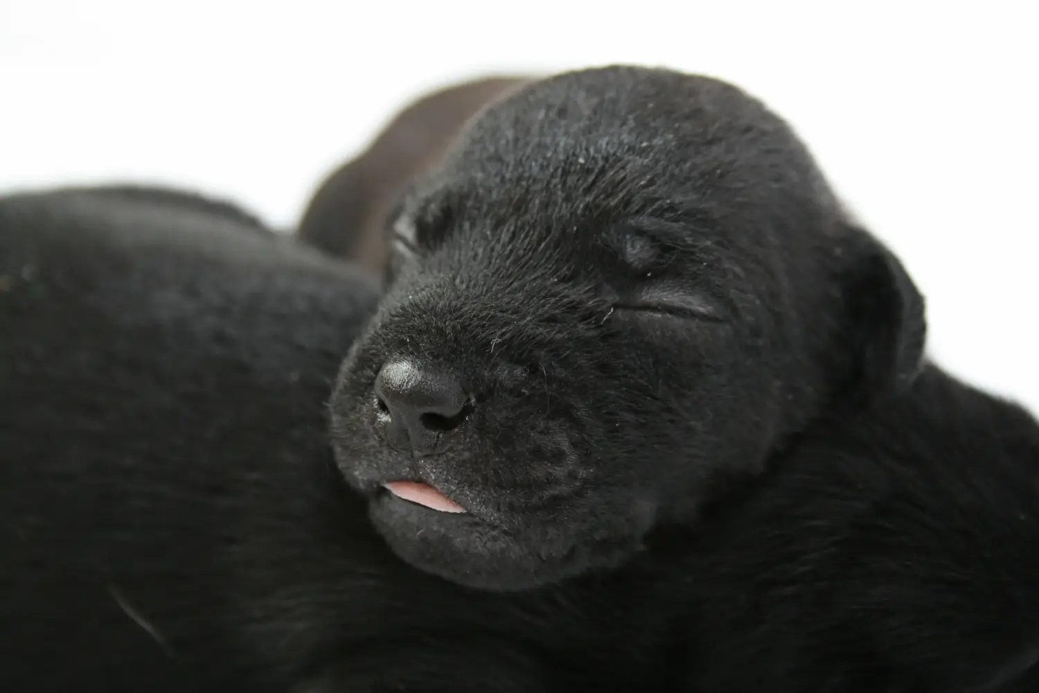 Acquistare un cucciolo di Patterdale Terrier significa assumersi delle responsabilità! Comprare cuccioli di Patterdale Terrier.