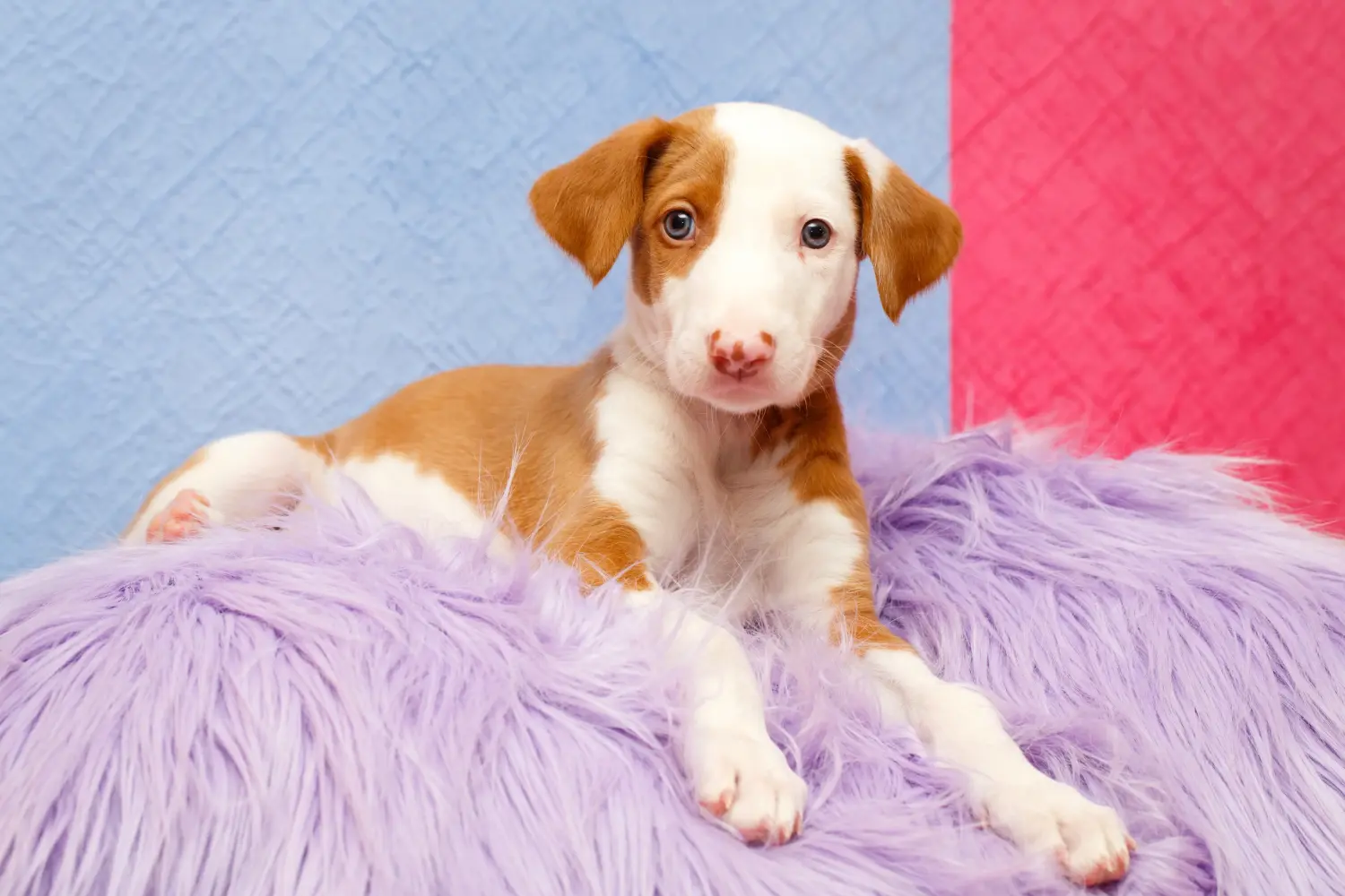 Acquistare un cucciolo di Podenco significa assumersi delle responsabilità! Acquistare cuccioli di Podenco.